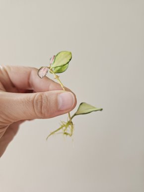 Hoya heuschkeliana variegata řízek