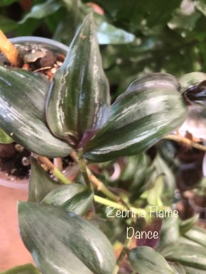 Tradescantia Zebrina Flame Dance - řizek.