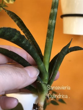 Sansevieria Cylindrica.