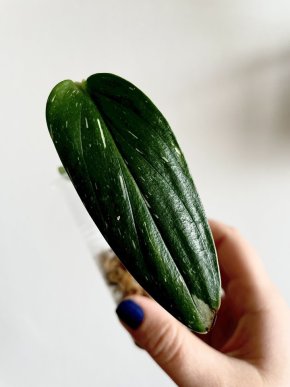 Monstera Standleyana Albo var. II