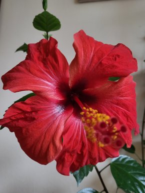 Ibišek červený jednoduchý květ sadička