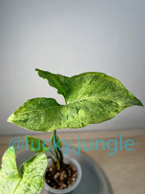 Syngonium podophyllum 'Green Freckles'
