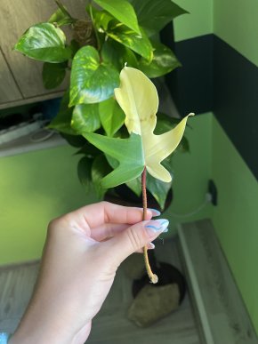 Philodendron florida beauty