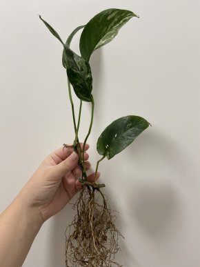 spodek Epipremnum Pinnatum variegata A