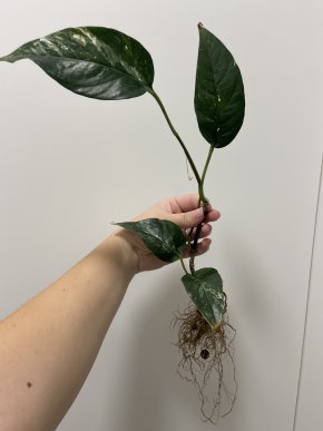 Epipremnum Pinnatum variegata - spodek B