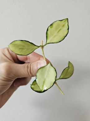 Hoya heuschkeliana variegata řízek