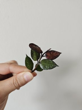 Hoya krohniana 'Black leaves' řízek