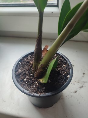 Zamioculcas zamiifolia #3