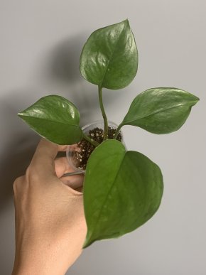 Epipremnum aureum Manjula Green