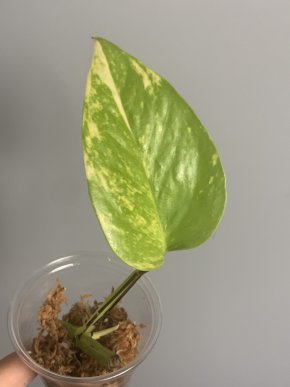 Epipremnum aureum Neon variegatum