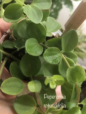 Peperomia Rotundifolia - řizek.