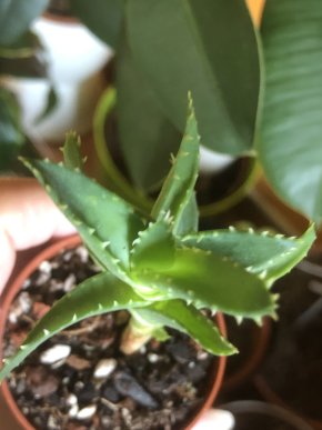 Aloe baby - rostlina .