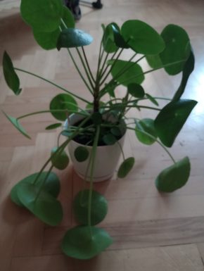 Pilea