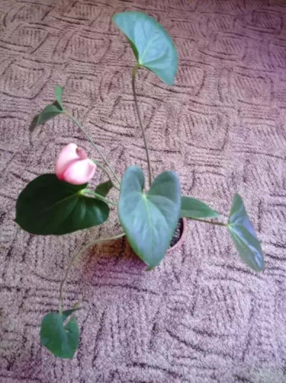 IMG_20220904_112813.webp
