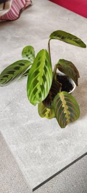 Maranta Fascinator