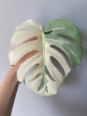 Monstera albo variegata