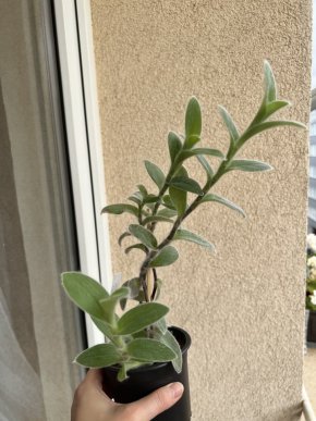 Tradescantia sillamontana