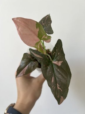 Syngonium pink splash