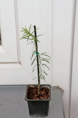 Čajovník australský | Kajeput střídavolistý | Melaleuca alternifolia (20 cm)