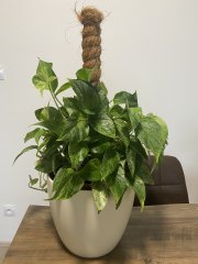 IMG_8244.jpeg