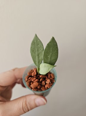 Hoya lacunosa 'Mint'