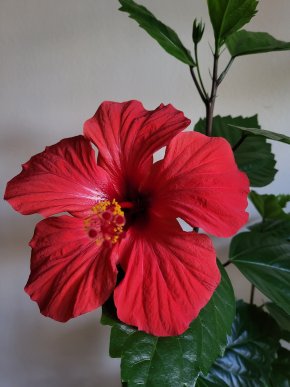 Ibišek červený jednoduchý květ sadička