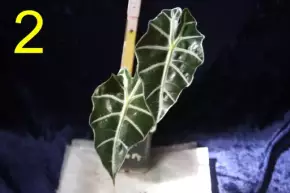 Alocasia amazonica (Polly) malá