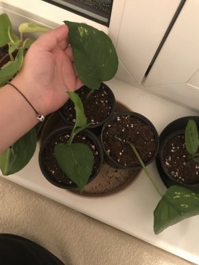 Epipremnum auerum golden
