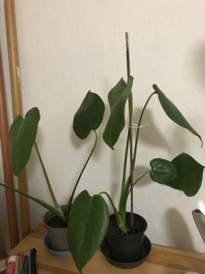 Monstera Deliciosa