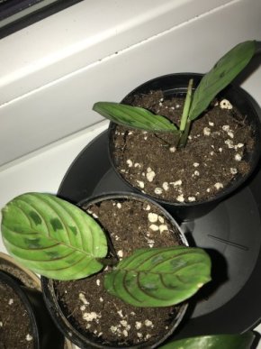 Maranta fascinator