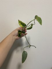 IMG_8279.jpeg