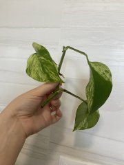IMG_8268.jpeg