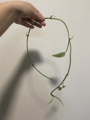 IMG_8278.jpeg
