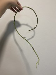 IMG_8277.jpeg