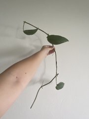 IMG_8124.jpeg