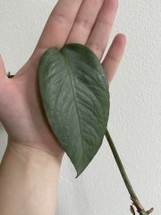 IMG_8126.jpeg