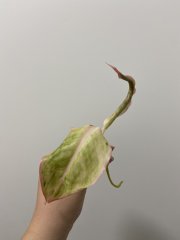 IMG_8255.jpeg