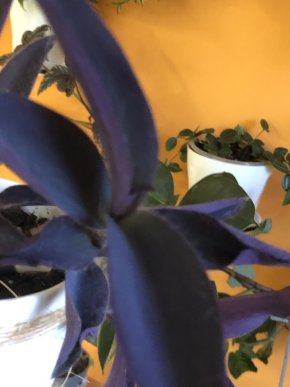 Tradescantia Pallida Purple - řizek .