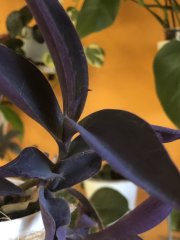 IMG_2924.jpeg