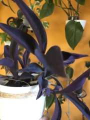 IMG_2918.jpeg