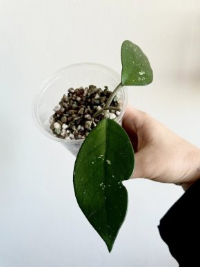 Hoya Carnosa I