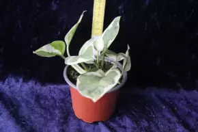 Epipremnum aureum Njoy