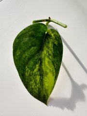IMG_6042.jpeg