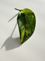 IMG_6044.jpeg