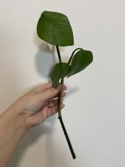 IMG_8471.jpeg