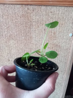 Pilea peperomioides