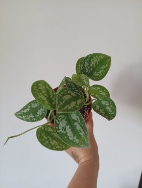 Scindapsus pictus