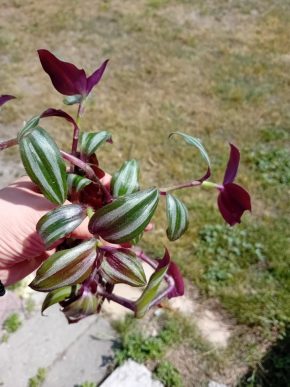 Tradescantie