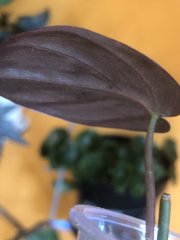 IMG_4803.jpeg