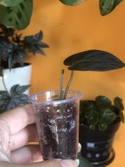 IMG_4805.jpeg
